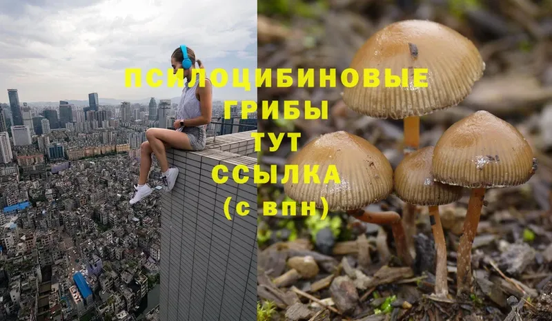 Псилоцибиновые грибы Psilocybe  купить наркотики цена  Бронницы 